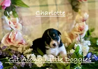 Charlotte, a female Pembroke Welsh Corgi for sale in Blacksburg, VA – 5 of 10