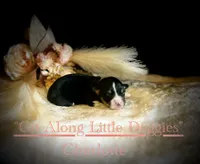 Charlotte, a female Pembroke Welsh Corgi for sale in Blacksburg, VA – Photo 3 of 6