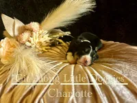 Charlotte, a female Pembroke Welsh Corgi for sale in Blacksburg, VA – Photo 4 of 6