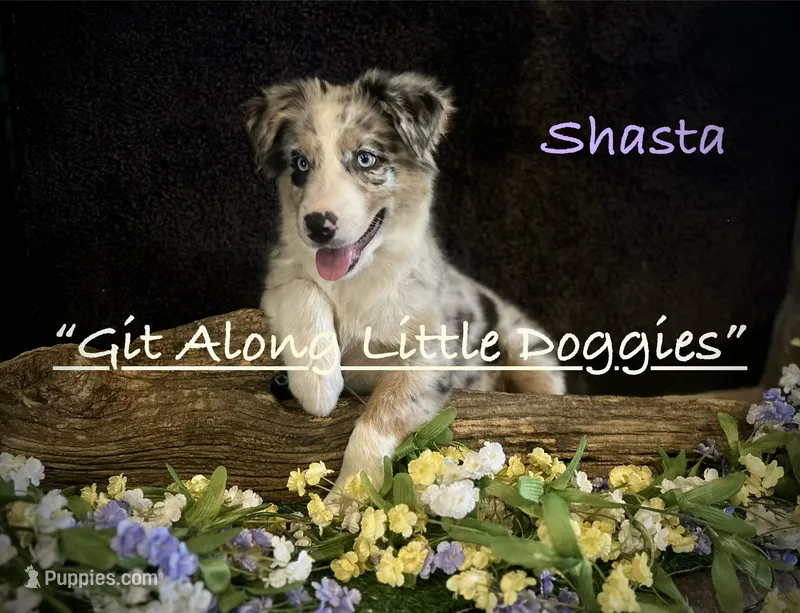 Shasta – Australian Shepherd puppy for sale in Blacksburg, VA