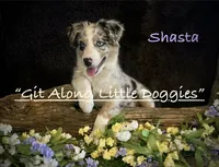 Shasta, a female Australian Shepherd for sale in Blacksburg, VA – 1 of 4