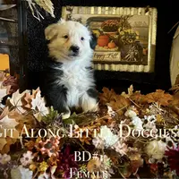 BD#1, a female Australian Shepherd for sale in Blacksburg, VA – Photo 5 of 10