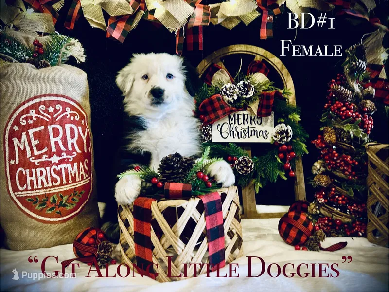 BD#1 – Australian Shepherd puppy for sale in Blacksburg, VA