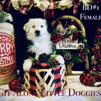 BD#1, a female Australian Shepherd for sale in Blacksburg, VA – Photo 1 of 10