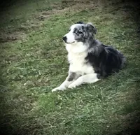 BD#1, a female Australian Shepherd for sale in Blacksburg, VA – Photo 9 of 10