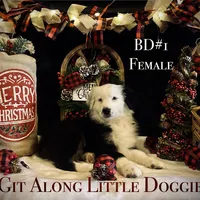 BD#1, a female Australian Shepherd for sale in Blacksburg, VA – Photo 3 of 10