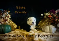 BD#1, a female Australian Shepherd for sale in Blacksburg, VA – Photo 6 of 10