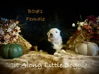 BD#1, a female Australian Shepherd for sale in Blacksburg, VA – Photo 7 of 10