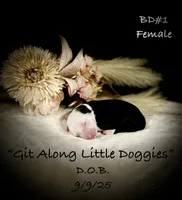 BD#1, a female Australian Shepherd for sale in Blacksburg, VA – Photo 8 of 10