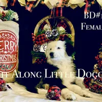 BD#1, a female Australian Shepherd for sale in Blacksburg, VA – Photo 2 of 10