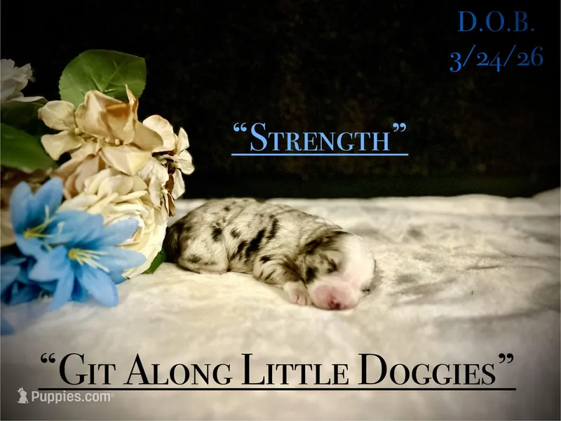 Stength – Australian Shepherd puppy for sale in Blacksburg, VA