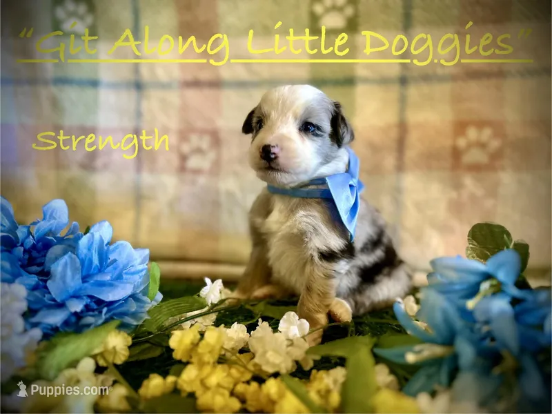 Stength – Australian Shepherd puppy for sale in Blacksburg, VA