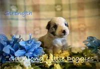 Stength, a male Australian Shepherd for sale in Blacksburg, VA – 4 of 8
