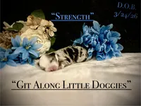 Stength, a male Australian Shepherd for sale in Blacksburg, VA – Photo 2 of 4