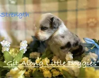Stength, a male Australian Shepherd for sale in Blacksburg, VA – 3 of 8