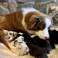 Stength, a male Australian Shepherd for sale in Blacksburg, VA – Photo 3 of 4