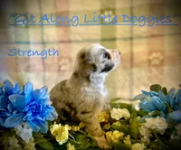 Stength, a male Australian Shepherd for sale in Blacksburg, VA – 2 of 8
