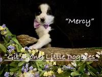 Mercy, a female Australian Shepherd for sale in Blacksburg, VA – 4 of 10