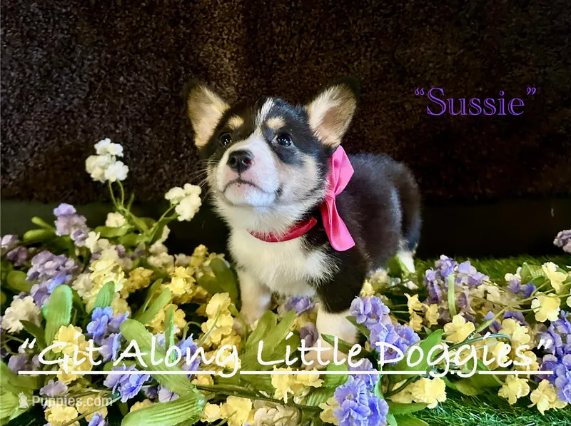 Sussie – Pembroke Welsh Corgi puppy for sale in Blacksburg, VA