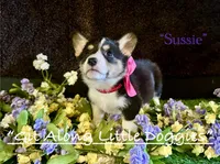 Sussie, a female Pembroke Welsh Corgi for sale in Blacksburg, VA – 1 of 10