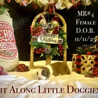 MR#4, a female Australian Shepherd for sale in Blacksburg, VA – Photo 8 of 10