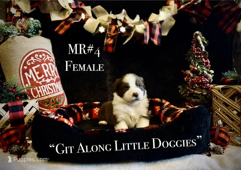 MR#4 – Australian Shepherd puppy for sale in Blacksburg, VA
