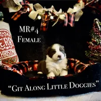 MR#4, a female Australian Shepherd for sale in Blacksburg, VA – Photo 1 of 10
