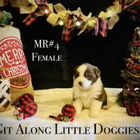 MR#4, a female Australian Shepherd for sale in Blacksburg, VA – Photo 2 of 10