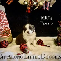 MR#4, a female Australian Shepherd for sale in Blacksburg, VA – Photo 4 of 10