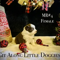 MR#4, a female Australian Shepherd for sale in Blacksburg, VA – Photo 3 of 10