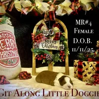 MR#4, a female Australian Shepherd for sale in Blacksburg, VA – Photo 7 of 10