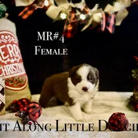 MR#4, a female Australian Shepherd for sale in Blacksburg, VA – Photo 5 of 10