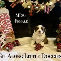 MR#4, a female Australian Shepherd for sale in Blacksburg, VA – Photo 6 of 10