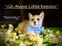 Bentley, a female Pembroke Welsh Corgi for sale in Blacksburg, VA – 2 of 10