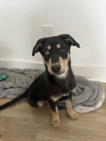 Teddy, a male Doberman Pinscher and Siberian Husky for sale in Murfreesboro, TN – Photo 3 of 4