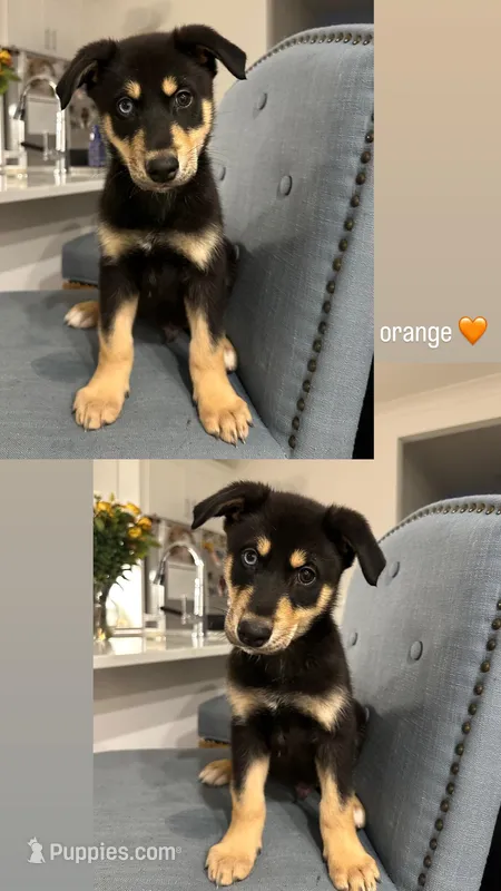 Teddy – Doberman Pinscher, Siberian Husky puppy for sale in Murfreesboro, TN