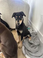 Teddy, a male Doberman Pinscher and Siberian Husky for sale in Murfreesboro, TN – Photo 4 of 4