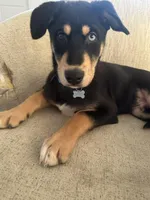 Moose, a male Doberman Pinscher and Siberian Husky for sale in Murfreesboro, TN – Photo 3 of 4