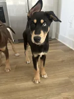 Moose, a male Doberman Pinscher and Siberian Husky for sale in Murfreesboro, TN – Photo 4 of 4