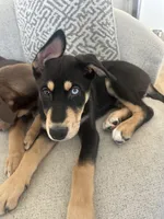 Moose, a male Doberman Pinscher and Siberian Husky for sale in Murfreesboro, TN – Photo 2 of 4