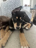 Moose, a male Doberman Pinscher and Siberian Husky for sale in Murfreesboro, TN – Photo 1 of 4