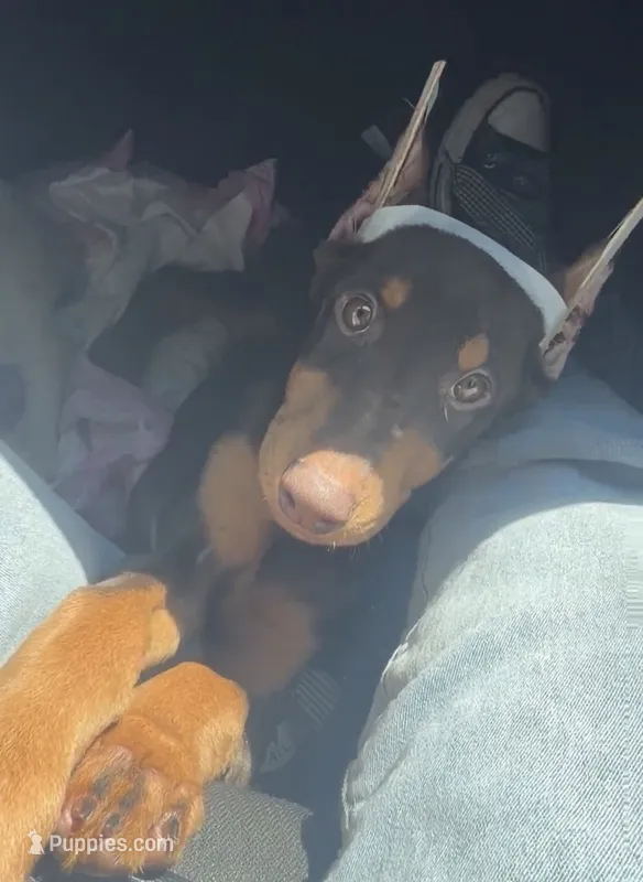 Violet , a female Doberman Pinscher for sale in San Diego, CA – 1 of 2