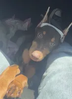Violet , a female Doberman Pinscher for sale in San Diego, CA – 1 of 2