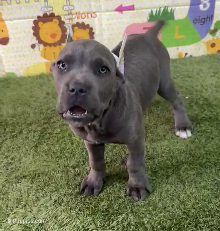 Nala  – Cane Corso puppy for sale in San Diego, CA