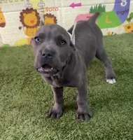 Nala , a female Cane Corso for sale in San Diego, CA – 1 of 3