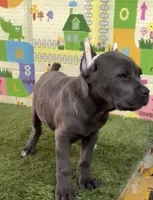 Nala , a female Cane Corso for sale in San Diego, CA – 3 of 3