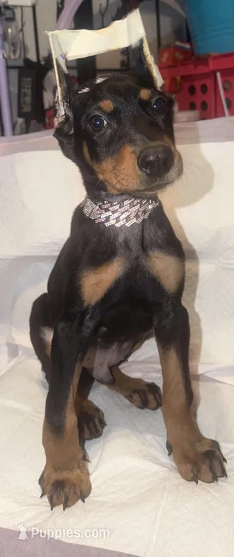 Rambo  – Doberman Pinscher puppy on hold in San Diego, CA