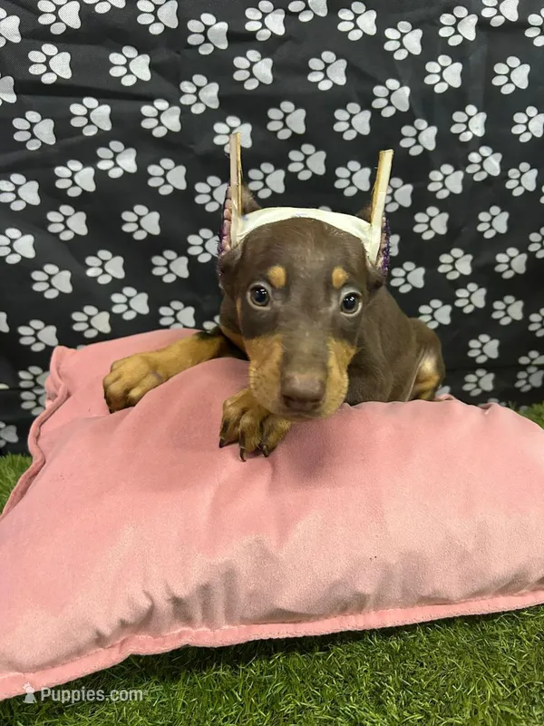 Rossie  – Doberman Pinscher puppy for sale in San Diego, CA