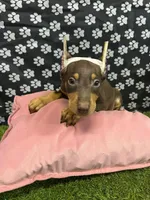 Rossie , a female Doberman Pinscher for sale in San Diego, CA – Photo 1 of 2