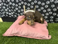 Rossie , a female Doberman Pinscher for sale in San Diego, CA – Photo 2 of 2